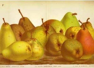 Item #10872 Pears print. Grouping of 14 pears including Deux Soeurs, Petite Marguerite, Duc de Nemours. Van Houtte.