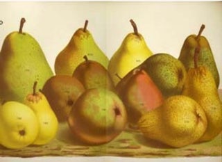 Item #10873 Pears print. Grouping of 13 pears including Madame Treyve, Amiral Cecille & General...