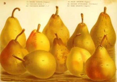 Item #10874 Pears print. Grouping of 10 pears including Rousselet Vanderveken & Jules D'Airoles. Van Houtte.