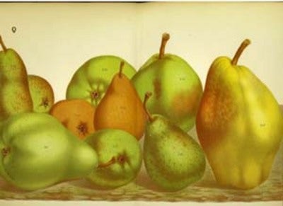 Item #10875 Pears print. Grouping of 10 pears including Hubert Gregoire, Beurre Dalbret & Beurre Bretonneau. Van Houtte.