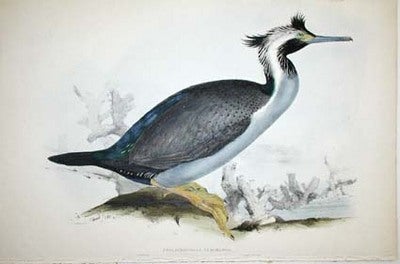 Item #11396 Phalacrocorax Punctatus. Spotted Cormorant of New Zealand. Edward Lear.