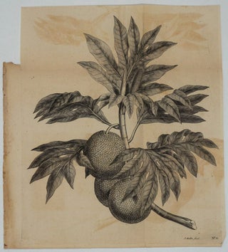 Item #11948 Breadfruit Engraving from Cook's first voyage. James Cook