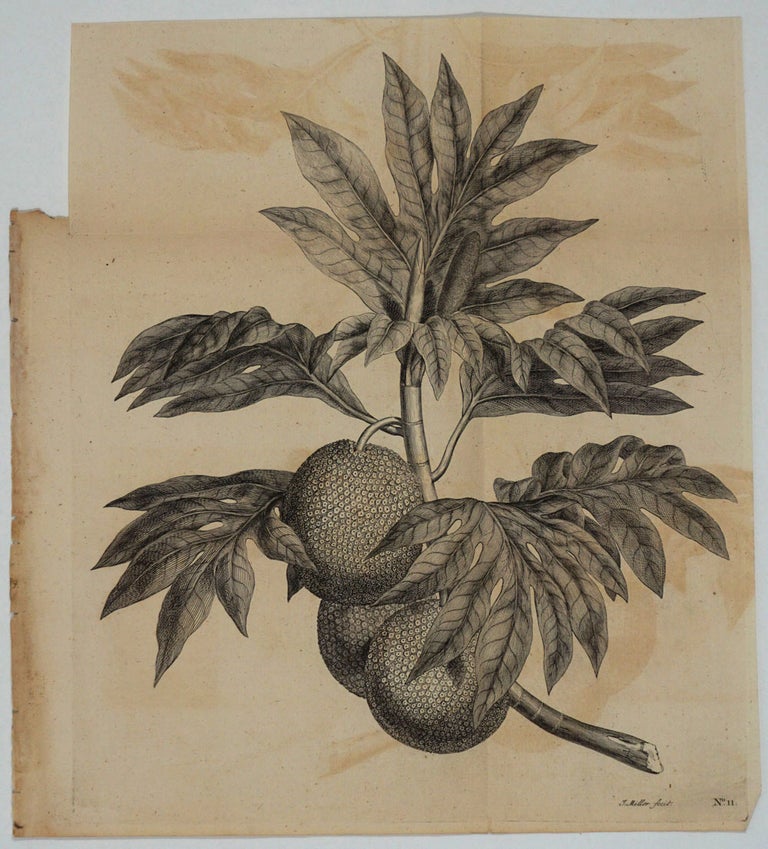 Item #11948 Breadfruit Engraving from Cook's first voyage. James Cook.