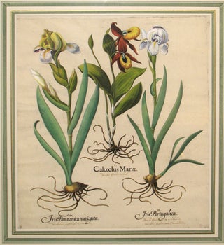 Calceolus Mariae (Ladies Slipper) - Iris Pannonica Varigata (Dark variegated bearded Iris) -. Basilus Besler.