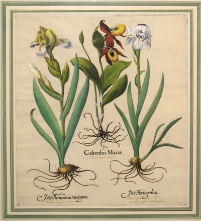 Item #12183 Calceolus Mariae (Ladies Slipper) - Iris Pannonica Varigata (Dark variegated bearded Iris) - Iris Portugalica (Blue variegated bearded Iris) from Hortus Eystettensis. Basilus Besler.