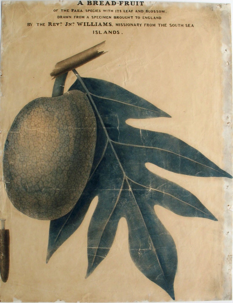 Item #12572 A bread-fruit of the Paea species with its leaf and blossom, drawn from a specimen brought to England by the Revd. Jno. Williams, missionary from the Sea Sea Islands. Breadfruit, Rev. John Williams.