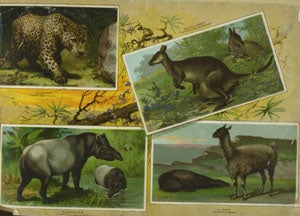 Arbuckles' Album of Illustrated Natural History.