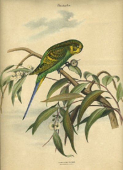 Item #12974 Album of the Finest Birds of all Countries, "Undulated Parrot. Wellenformiger Papagei." Budgerigar in a flowering gum (eucalyptus) tree. Anon.