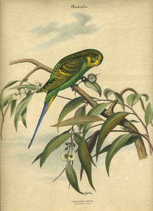 Album of the Finest Birds of all Countries, "Undulated Parrot. Wellenformiger Papagei." Budgerigar in a flowering gum (eucalyptus) tree.