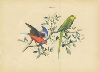 Item #12975 Album of the Finest Birds of all Countries, Parrots. Papagaien. Pennant's Parrot...