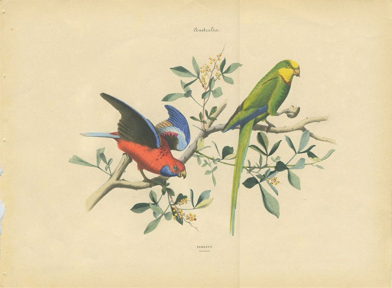 Item #12975 Album of the Finest Birds of all Countries, Parrots. Papagaien. Pennant's Parrot and a green Australian parrot. Anon.