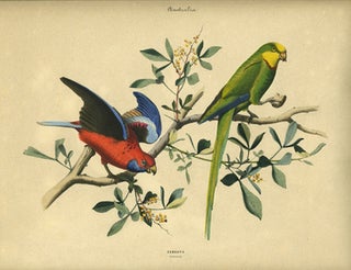 Album of the Finest Birds of all Countries, Parrots. Papagaien. Pennant's Parrot and a green Australian parrot.