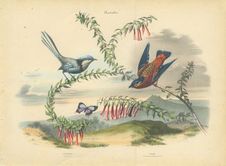 Item #12976 Album of the Finest Birds of all Countries, Titmouse. Glanzmeise. (with) Wren. Punktirter Zaunkonig Wurger The blue fairy wren and another wren on the same plate. Anon.