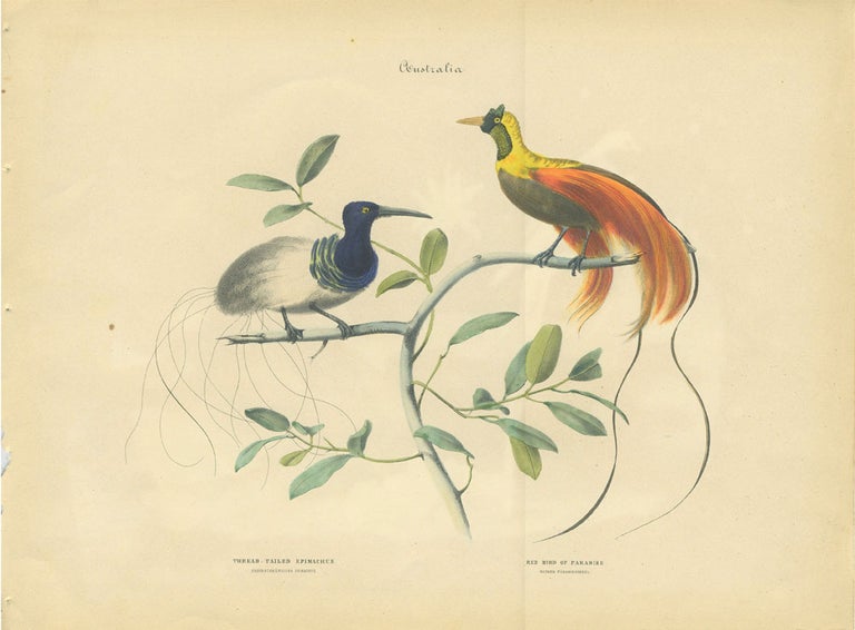 Item #12977 Album of the Finest Birds of all Countries, Thread - Tailed Epimachus. Fadenschwanziger Epimachus. Red Bird of Paradise. Rother Paradiesvogel. Anon.