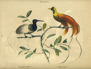 Album of the Finest Birds of all Countries, Thread - Tailed Epimachus. Fadenschwanziger Epimachus. Red Bird of Paradise. Rother Paradiesvogel.