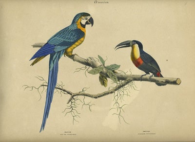 Item #12979 Album of the Finest Birds of all Countries. America. Macaw. Blau und Gelber Arras. Toucan. Rothschnab Pfefferfresser. Anon.