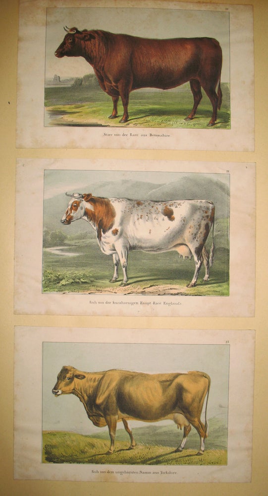 Item #13398 Rufflands Farm, Dutchess County, New York cattle ephemera album. Bella C. Landauer.