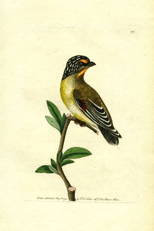 Item #13410 Striped Headed Manakin [Pardalotus striatus], hand colored copper engraving (from The Naturalist's Miscellany by George Shaw). Frederick Polydore Nodder.