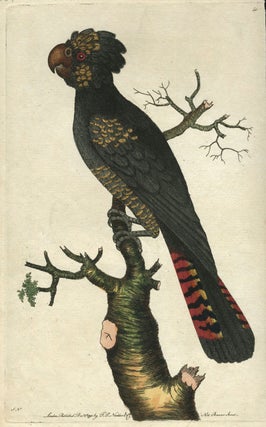 Item #13411 Magnificent Cockatoo, the Banksian Cockatoo. Hand colored copper engraving. Frederick...