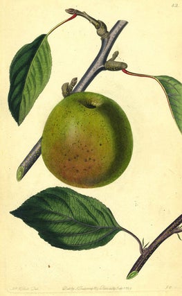 Item #13506 An Apple Print from the Pomological Magazine. John. Augusta Innes Withers Lindley