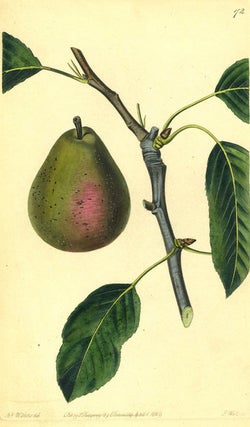 Item #13507 A Pear Print from the Pomological Magazine. John. Augusta Innes Withers Lindley