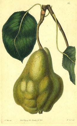 Item #13508 A Pear Print from the Pomological Magazine. John. Augusta Innes Withers Lindley