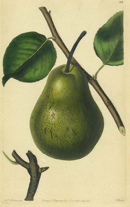 Item #13509 A Pear Print from the Pomological Magazine. John. Augusta Innes Withers Lindley