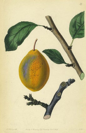 Item #13510 A Pear Print from the Pomological Magazine. John. Augusta Innes Withers Lindley