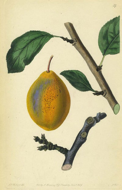 Item #13510 A Pear Print from the Pomological Magazine. John. Augusta Innes Withers Lindley.