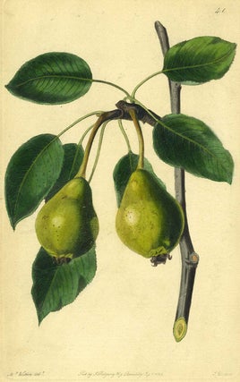 Item #13511 A Pear Print from the Pomological Magazine. John. Augusta Innes Withers Lindley