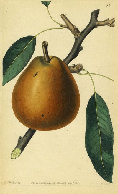 Item #13512 A Pear Print from the Pomological Magazine. John. Augusta Innes Withers Lindley.