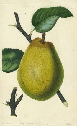 Item #13513 A Pear Print from the Pomological Magazine. John. Augusta Innes Withers Lindley
