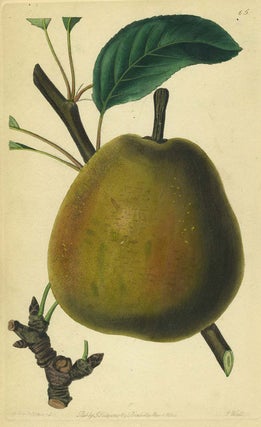 Item #13514 A Pear Print from the Pomological Magazine. John. Augusta Innes Withers Lindley
