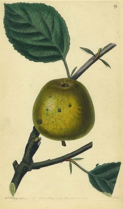 Item #13515 An Apple Print from the Pomological Magazine. John. Augusta Innes Withers Lindley