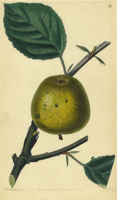 Item #13515 An Apple Print from the Pomological Magazine. John. Augusta Innes Withers Lindley.