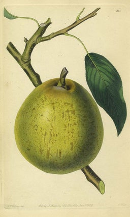 Item #13516 An Apple Print from the Pomological Magazine. John. Augusta Innes Withers Lindley