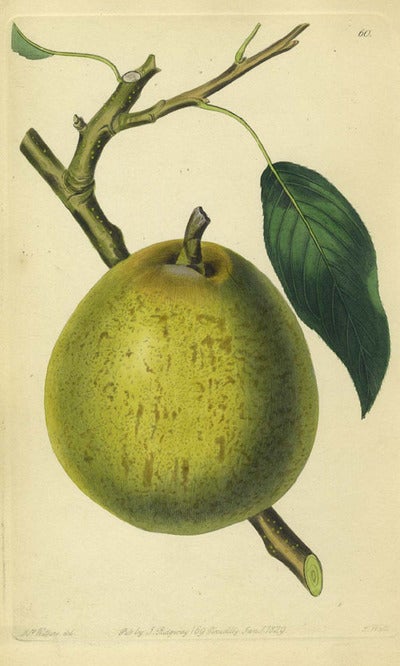 Item #13516 An Apple Print from the Pomological Magazine. John. Augusta Innes Withers Lindley.