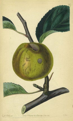 Item #13517 An Apple Print from the Pomological Magazine. John. Augusta Innes Withers Lindley