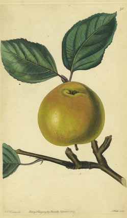 Item #13519 An Apple Print from the Pomological Magazine. John. Augusta Innes Withers Lindley