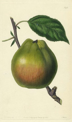Item #13520 An Apple Print from the Pomological Magazine. John. Augusta Innes Withers Lindley