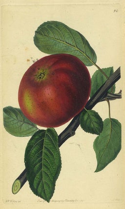 Item #13521 An Apple Print from the Pomological Magazine. John. Augusta Innes Withers Lindley