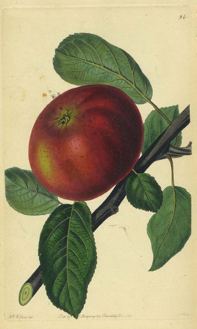 Item #13521 An Apple Print from the Pomological Magazine. John. Augusta Innes Withers Lindley.