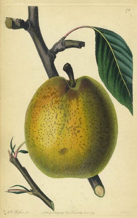 Item #13522 An Apple Print from the Pomological Magazine. John. Augusta Innes Withers Lindley