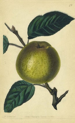 Item #13523 An Apple Print from the Pomological Magazine. John. Augusta Innes Withers Lindley
