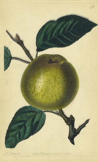 Item #13523 An Apple Print from the Pomological Magazine. John. Augusta Innes Withers Lindley.