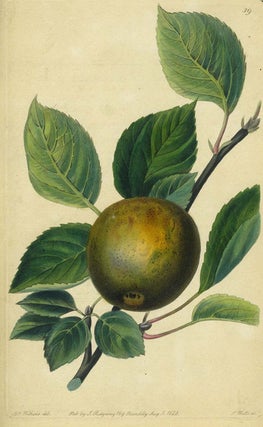 Item #13524 An Apple Print from the Pomological Magazine. John. Augusta Innes Withers Lindley