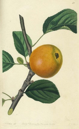 Item #13525 An Apple Print from the Pomological Magazine. John. Augusta Innes Withers Lindley