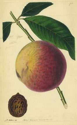 Item #13526 Peach Print from the Pomological Magazine. John. Augusta Innes Withers Lindley