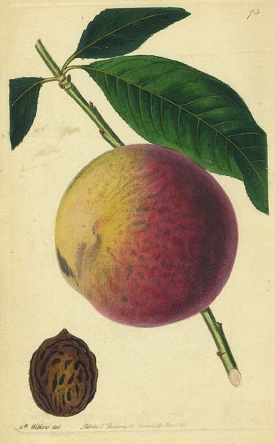 Item #13526 Peach Print from the Pomological Magazine. John. Augusta Innes Withers Lindley.