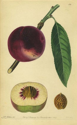 Item #13527 Peach Print from the Pomological Magazine. John. Augusta Innes Withers Lindley